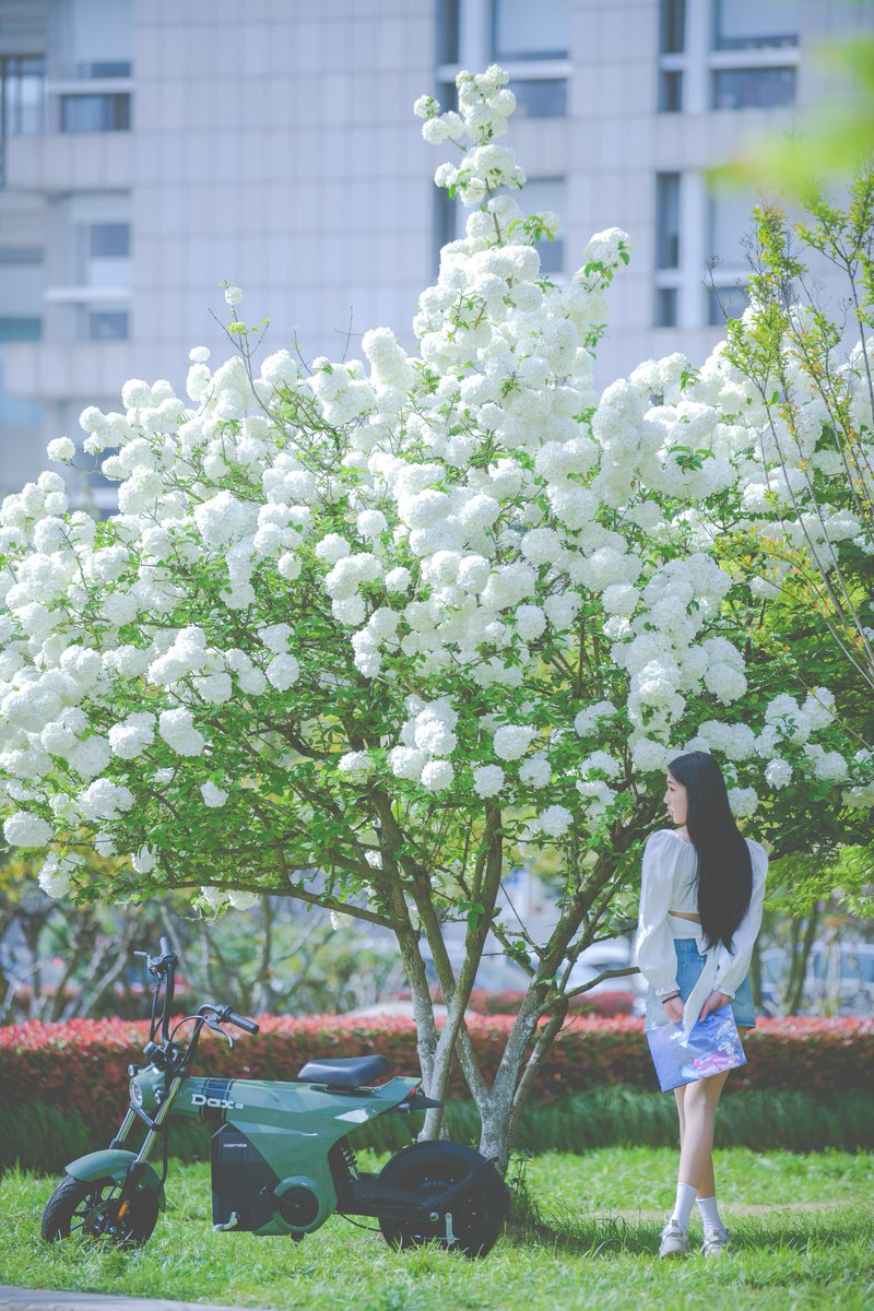 VisitSuzhou's tweet photo. This morning, the parks were filled with beautiful, bouncy, cloud-like panicle hydrangea petals๐ธ, which will change color from green to white. Are you a panicle hydrangea lover?๐
#Suzhou #Flowers #paniclehydrangea https://t.co/znTcYmzNF4