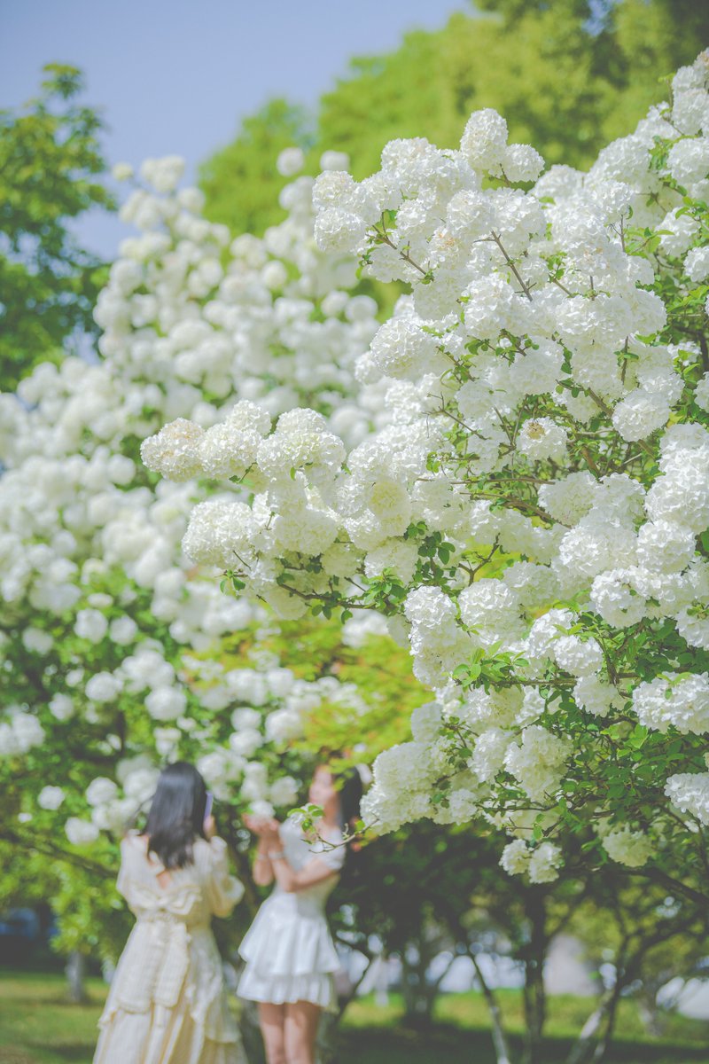 VisitSuzhou's tweet photo. This morning, the parks were filled with beautiful, bouncy, cloud-like panicle hydrangea petals๐ธ, which will change color from green to white. Are you a panicle hydrangea lover?๐
#Suzhou #Flowers #paniclehydrangea https://t.co/znTcYmzNF4
