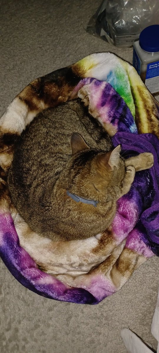 CynAngy's tweet photo. How much schmooze do I need to get off my diet?! I'm 24/10 cute... https://t.co/hogol2GWVF
