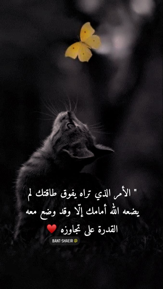 قمر Qamar tweet media