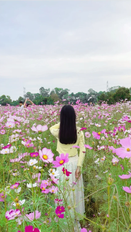 Gesang flowers all over the ground🌸Taking photos in the sea of flowers📸
The photo was taken in October 😅