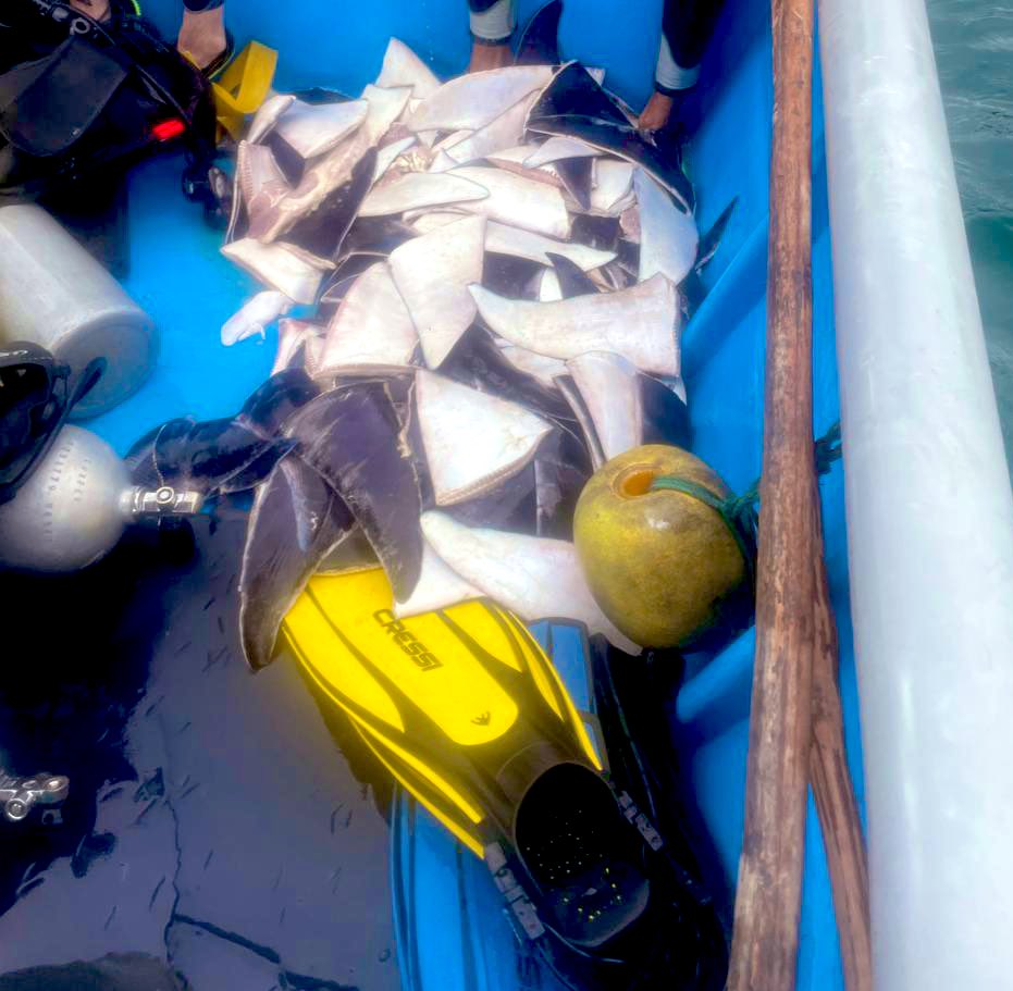 #MachalillaSinControl Turistas extranjeros reportan desembarques de alas de Mantarraya (Mobula) y aletas de tiburones en Puerto López, pescados ilegalmente en el Parque Nacional Machalilla @Ambiente_Ec @SadeFritschiEc? @armada_ecuador y @CITES estas alas se trafican al #Peru 🇵🇪
