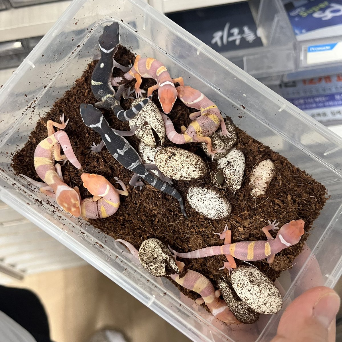 レオパードゲッコー業販可能です
サイズ、クォリティの参考用の画像お送りいたします。
業販は店舗様のみになります

LINE:AL mygecko