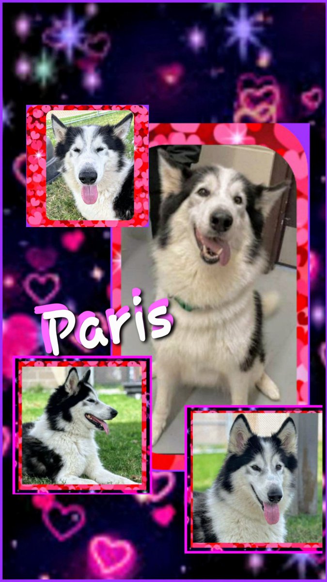 ⏰🚨Gorgeois PARIS #A366498 54lb 6yo Malamute/ Husky is a bit of an alpha with 🐶 BUT She dazzles her fellow hoomans. They KILL this brilliant lady 4/29🖤😫

HELP please 🙏 PLEDGE for a ResQ! PARIS is ADOPTABLE at CORPUS CHRISTI AC 📧 ccacsrescues@cctexas.com 📞 361-826-4630