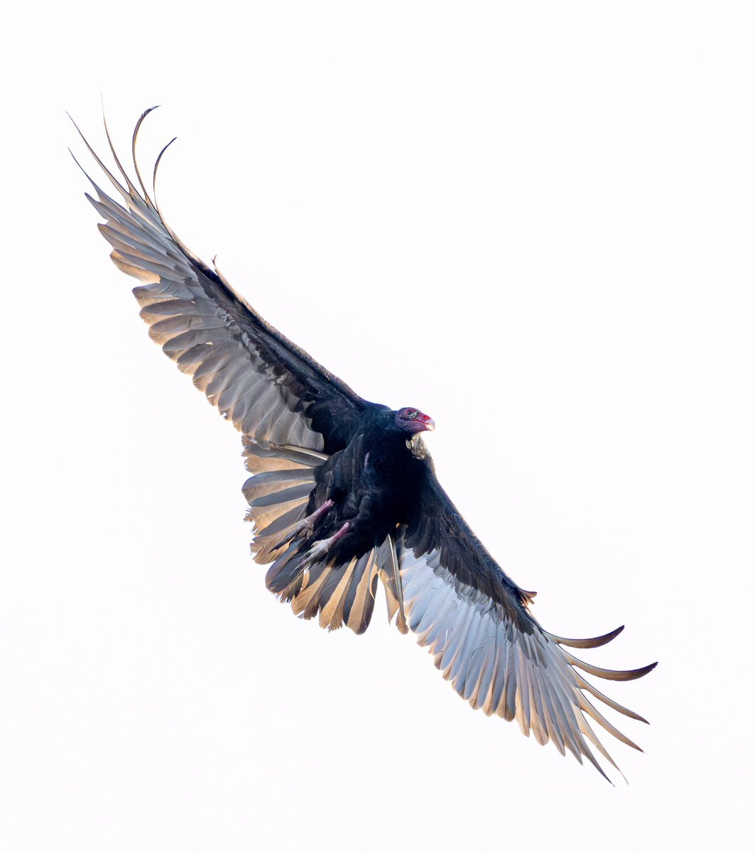 We had a very exciting evening tonight with the arrival of a magnificent new yard bird! With its giant wings outstretched, this turkey vulture came in to land in our spruce tree with two of its friends!  1/2