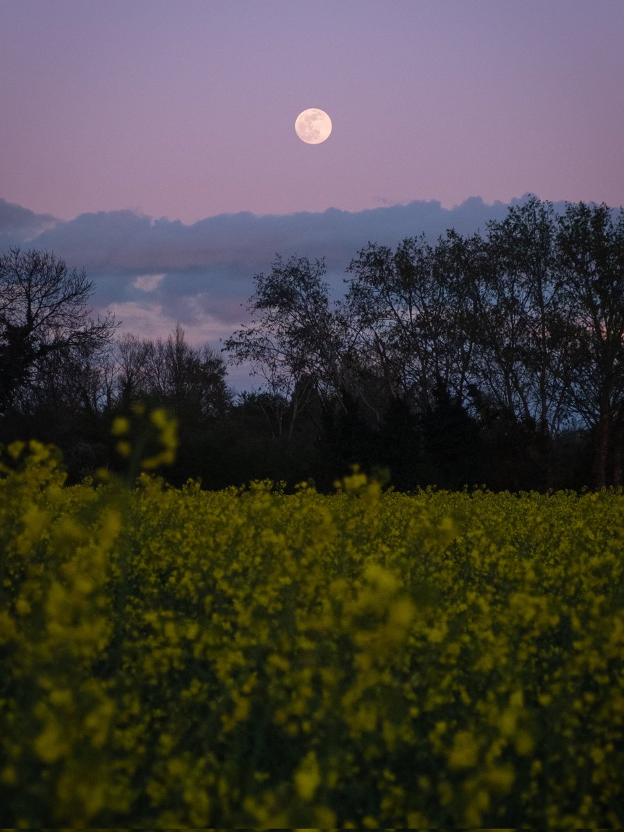 Full Pink Moon 🌕💖✨

#FullMoon #PinkMoon #LunaLlena 
#LunaRosa