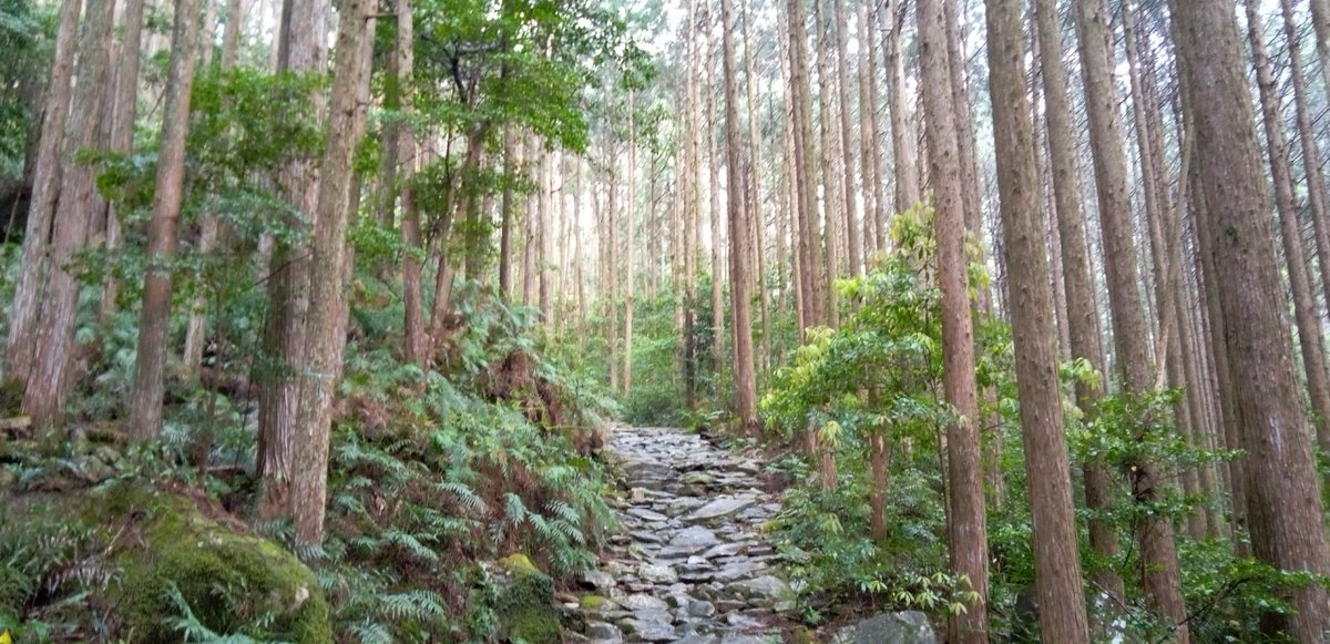 雨の馬越峠は、しっとりとした空間の中で、シダの緑、樹木の幹、石畳…晴れの日とは違った美しさがあります.
#馬越峠 #熊野古道 #世界遺産 #伊勢路 #WorldHeritage #Owase