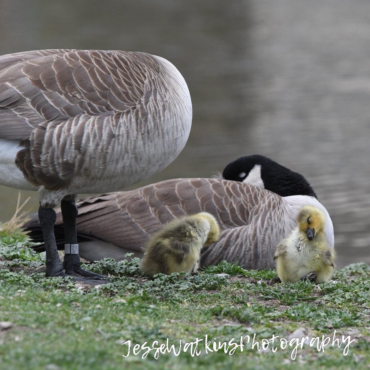 Happy Tuesday!!! Nikon D500 Sigma 150-600mm Jesse Watkins Photography #godscreation #bandedgoose #waterfowl #waterfowlphotography #wildfowl #birds #birdphotography