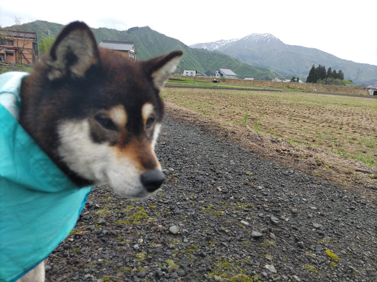 おはようございます！今朝の六日町は雨と風でザワついたお天気です🌀
🦁……。あ〜八海山がキレイだな〜。
山菜フィーバー中の南魚沼では最近ゼンマイ干しているおウチを見かけるようになりました。手間はかかるけど山菜といえばやっぱりゼンマイ！(ﾟ∀ﾟ)ｷﾀｺﾚ!!
本日もよろしくお願いします！