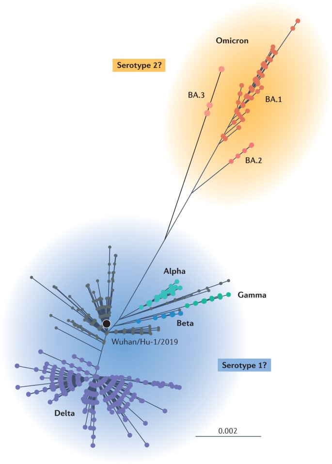 THE. PROBLEM.

REINFECTIONS BY OMICRON VARIANTS ARE LIKELY INDUCING ADE.

Omicron may be now considered a SEROTYPE of SARS-CoV-2. 

Towards SARS-CoV-2 serotypes?
nature.com/articles/s4157…

Whereas the previous Wild, Alpha, Gamma, Beta, etc., appeared in rapid succession, Omicron