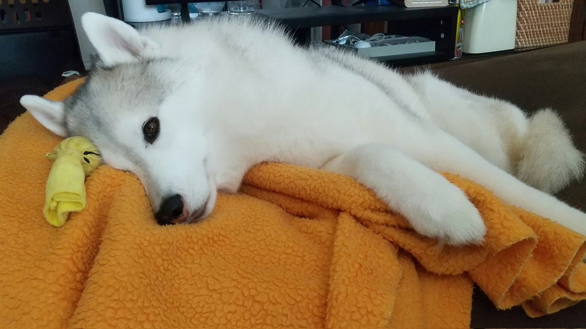 Husky_one1's tweet photo. お気に入りのおもちゃとヨギ○ーで寝ております。。。。
可愛い(*≧з≦) https://t.co/7wqhE3Mrc8