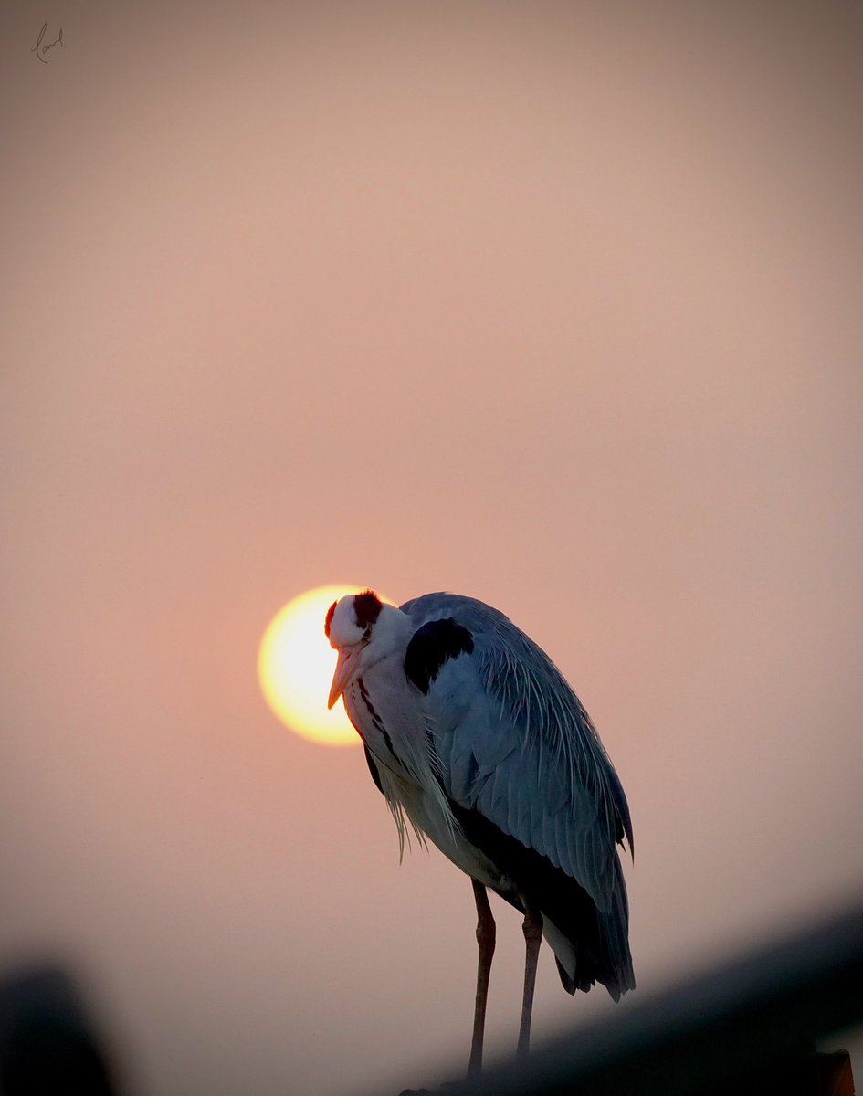 The Best things come with Patience… mostly applicable for #birdphotography #sunrise