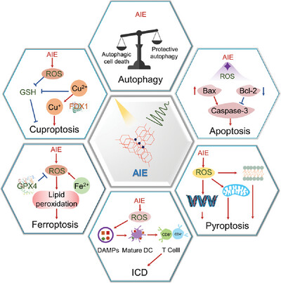 Early View💡 'Activated aggregation-induced emission therapeutics agents for triggering regulated cell death' by Ying Zhou & Jong Seung Kim et al. @WileyBiomedical #AIE #phototherapy #Apoptosis #Autophagy #Cuproptosis #Ferroptosis #Pyrotosis #ICD Check👉doi.org/10.1002/agt2.5…
