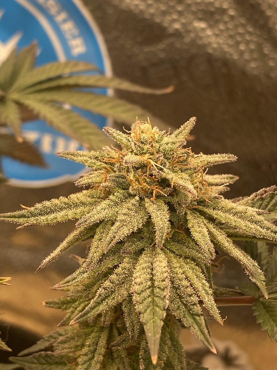 PINK ROZAY From @M_Seeds_nl Is finishing up real nice & she’s super frosty 🥶 she’s being fed @iBEX_Nutrition #Canna #CannabisCommunity #Growyourown #cannabisdaily #Flower #Buds #Cultivation #Garden #Plants #Cannabiscultivation #cannabisusa #Cannaland