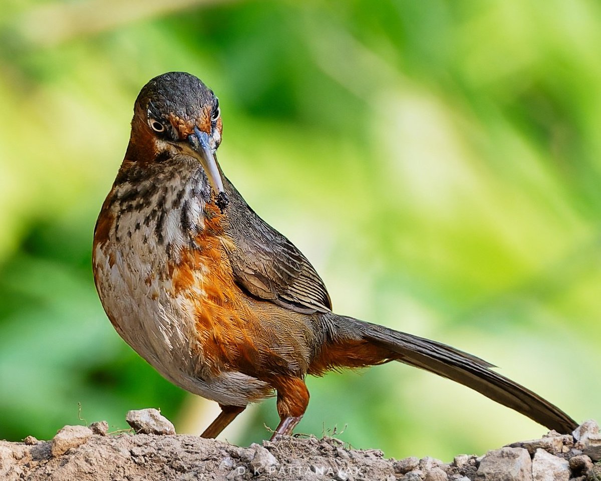 A look that can be quite unnerving/intimidating: Rusty-cheeked Scimitar-Babbler (Erythrogenys Erythrogenys). Please note the material sticking to its beak. Found browsing in #mangan #sikkim #india.
#IndiAves #ThePhotoHour #BBCWildlifePOTD #natgeoindia