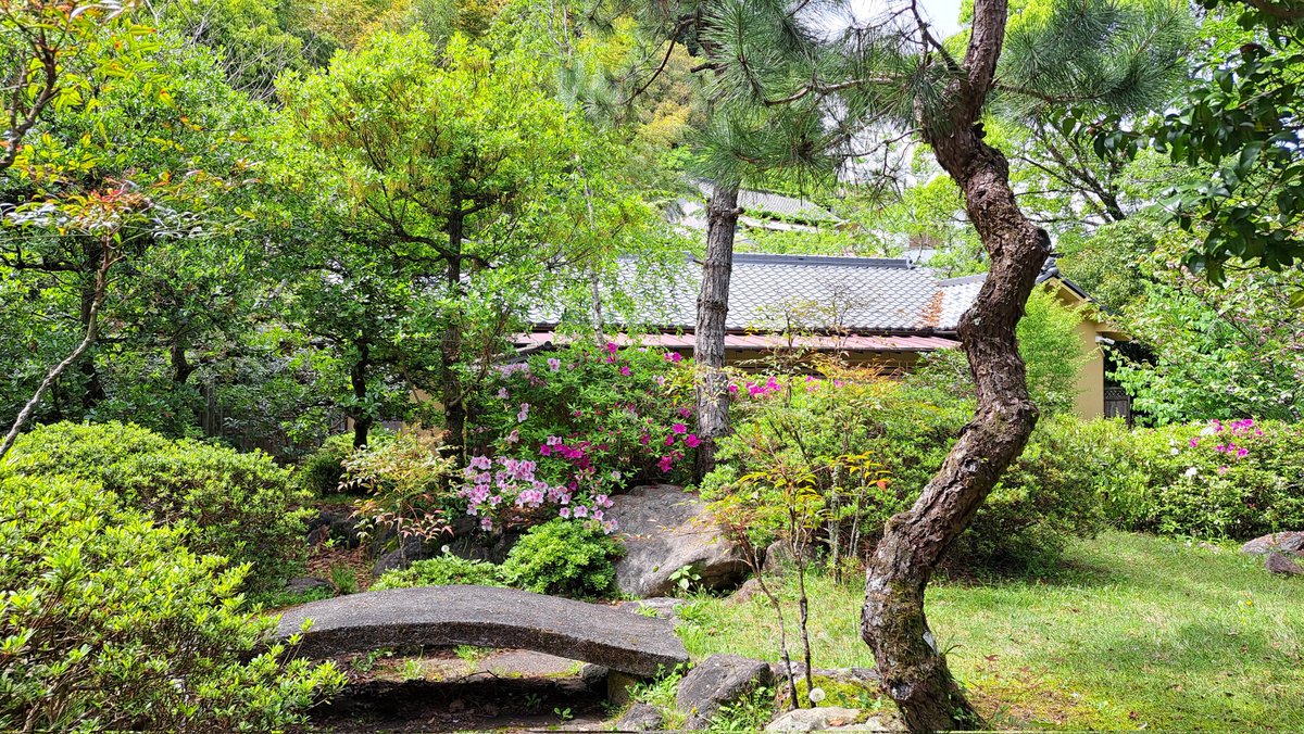 The ryokan gardens are getting even greener, and even the azaleas are making a surprise early appearance.