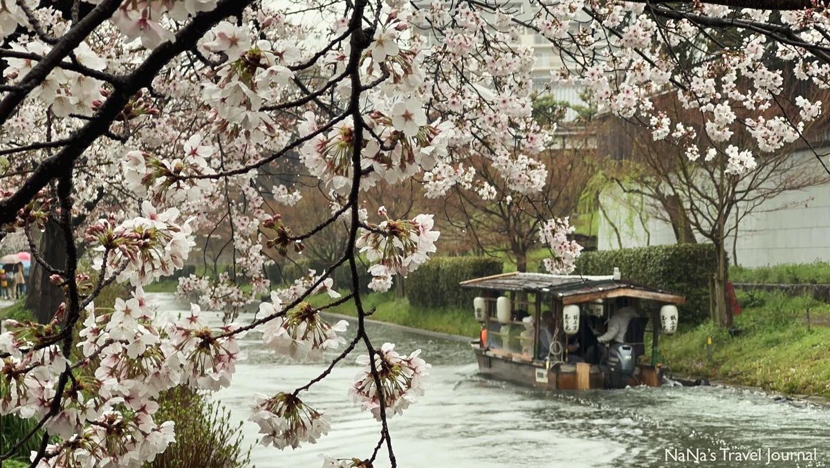 Another boat ride along the river with Sakura trees around🌸

#伏見十石舟 #boatride #桜 #sakura #伏見 #kyoto #京都 #japan #日本 #nanastraveljournal #travelwithnanastraveljournal #nana #travel #journal #ナナの旅行ジャーナル #ナナ #旅行 #旅行ジャーナル #ジャーナル #hongkong #hk