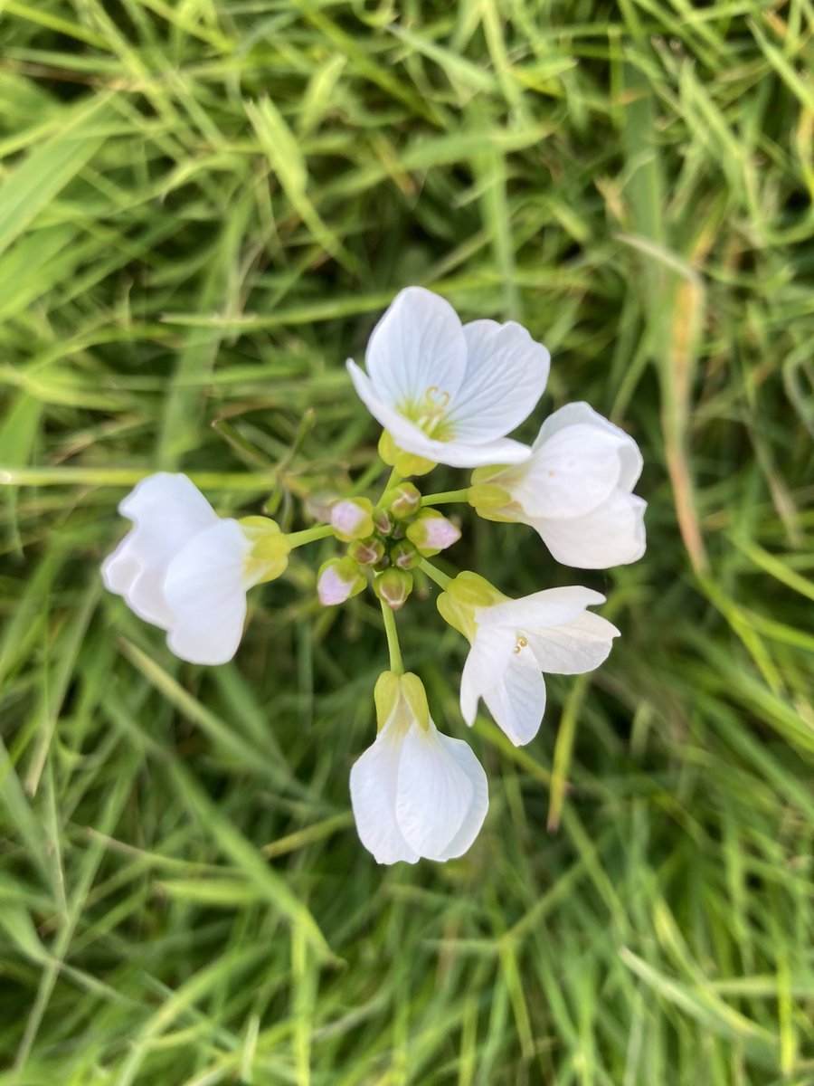 I found a lovely cuckoo flower (#Cardaminepratensis) in the hay meadow. Said to be sacred to the fairies, it was considered to be unlucky if brought indoors, and was not included in May Day garlands for the same reason. #wildflowers