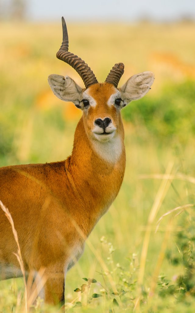 Nze_Zingo_Zal's tweet image. Tales of Murchison Falls NP, a story of resilience, beauty, and the wild.

This is Uganda.

#ExploreUganda
#AreaCode256