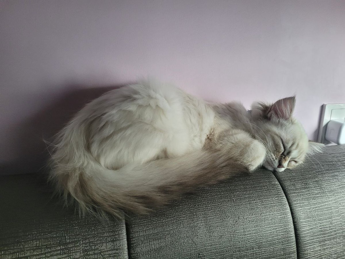 dinomisuu's tweet photo. Gave them multiple comfortable places to sleep... they still decide to sleep at the weirdest place. https://t.co/HO7KTk3W0K