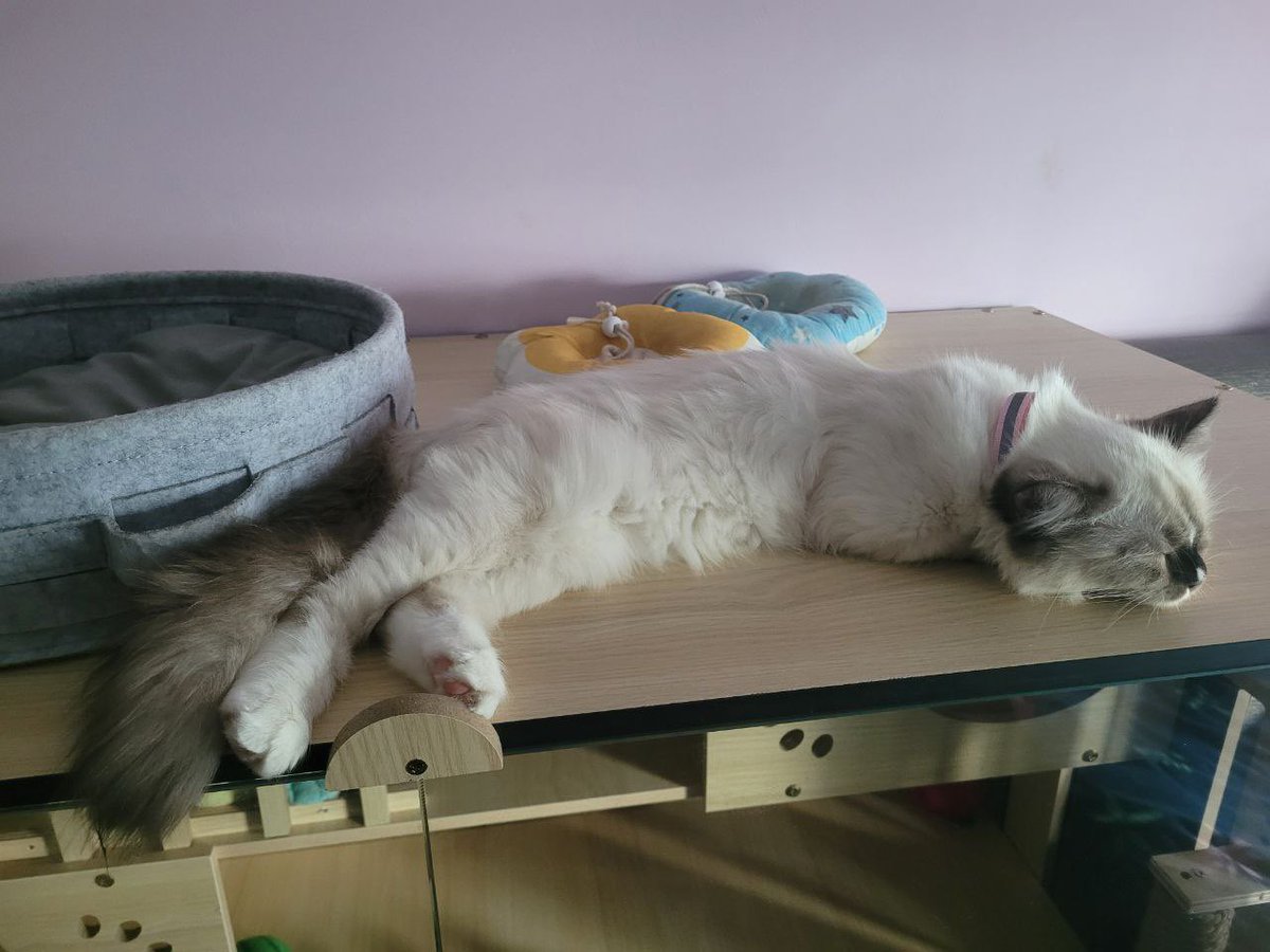 dinomisuu's tweet photo. Gave them multiple comfortable places to sleep... they still decide to sleep at the weirdest place. https://t.co/HO7KTk3W0K