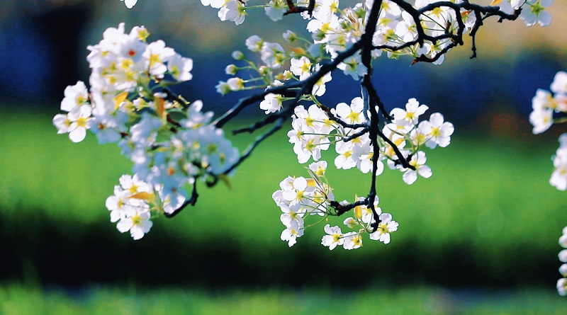 ExploreGansu's tweet photo. 💮👣💮Step into a world of floral wonder as the ancient pear orchard in Lintao county of Dingxi, #Gansu province, bursts into bloom with a stunning display of snow-white pears, drawing visitors from both near and far. #GansuBlooms #SpringinGansu #GansuBeauty #VisitGansu https://t.co/RtHVqPcKd0
