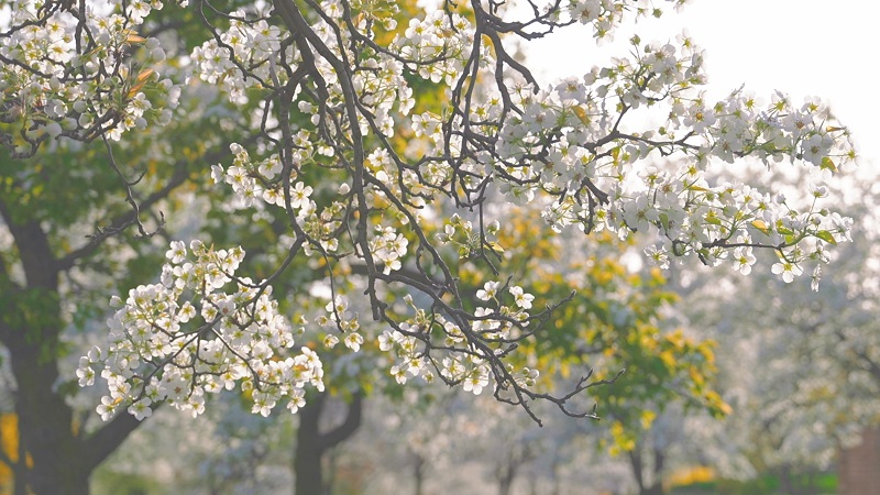 ExploreGansu's tweet photo. 💮👣💮Step into a world of floral wonder as the ancient pear orchard in Lintao county of Dingxi, #Gansu province, bursts into bloom with a stunning display of snow-white pears, drawing visitors from both near and far. #GansuBlooms #SpringinGansu #GansuBeauty #VisitGansu https://t.co/RtHVqPcKd0