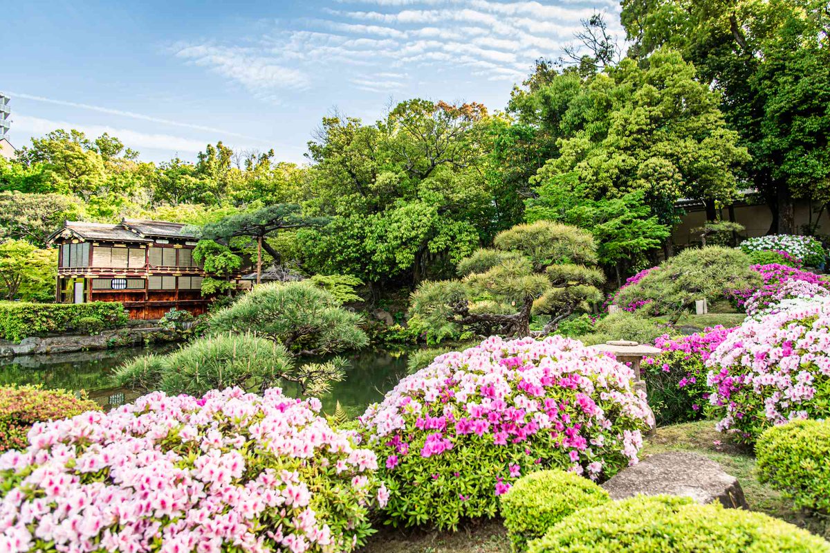 神戸の都心にある日本庭園 #相楽園 📍 #つつじ の名所としても有名で毎年GWの時期に見頃を迎えます🌺 見頃に合わせ園内ガイドやライブ、お茶会などのイベントも開催🎪 色鮮やかなつつじと、みずみずしい新緑が美しい、この時期ならではの絶景を楽しんで📍 ▽詳しくはこちら feel-kobe.jp/event/18897/