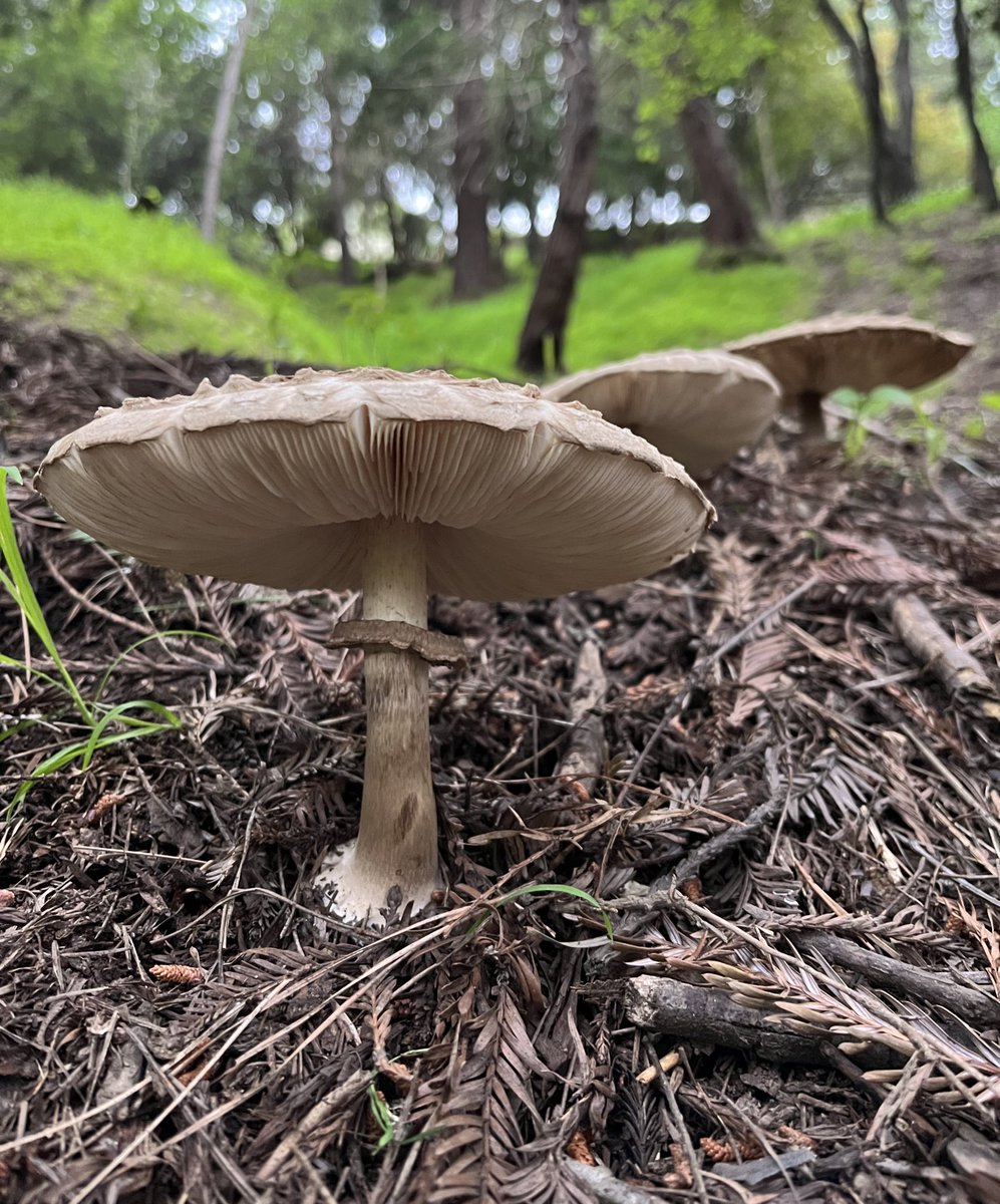 Mushrooms growing in the coast redwood litter