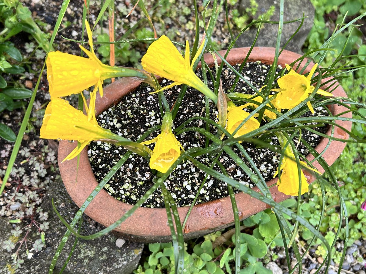 例年より大幅に遅れて咲いたバルボコジューム。グロ子地方では球根の夏越しがむずかしい。掘り上げても干からびちゃう。