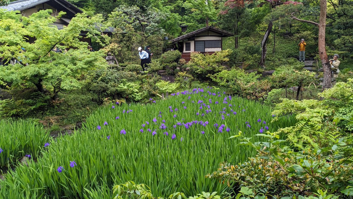 根津美術館、庭園の池にかきつばたが咲き始めているの良き