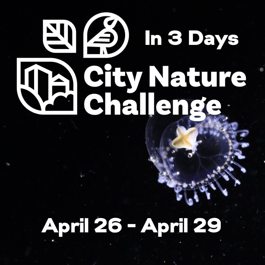In 3 days, people in over 690 cities on all continents will join the biggest nature survey in the world! Get nature in your neighborhood on the world map: visit CityNatureChallenge.org 📷 Zachary Hawn (Seattle-Tacoma Metro Area, WA, USA)