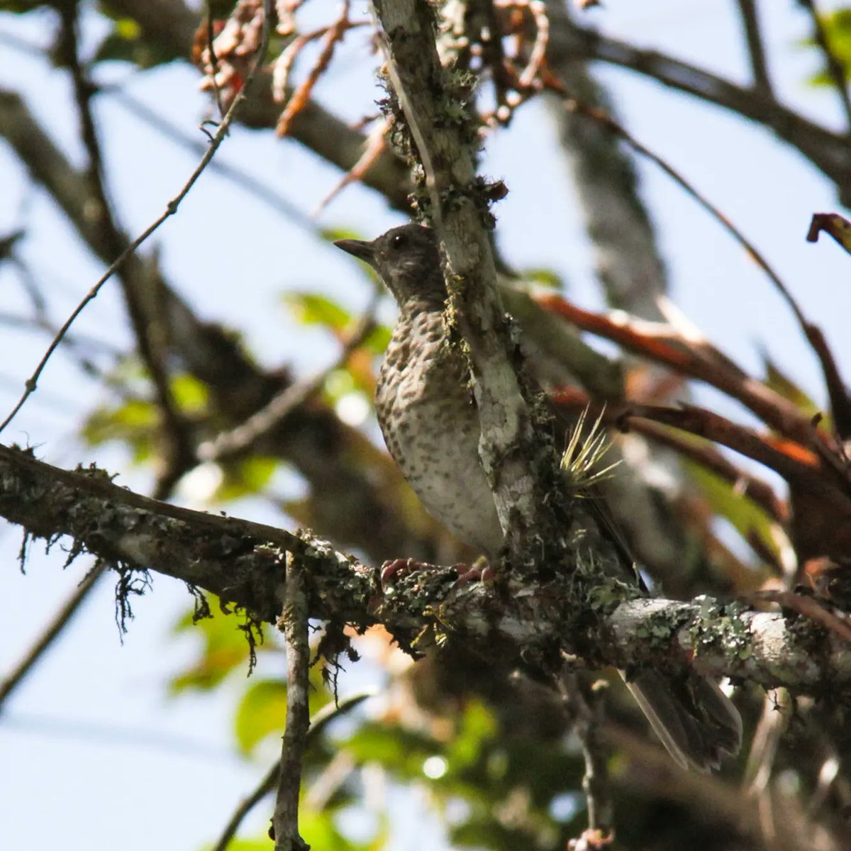 Tucán Pico de frasco esmeralda (Aulacorhynchus sulcatus) Ave palo o avebruja Nictibio Común (Nyctibius griseus) Tico-Tico Estriado 
(Syndactyla subalaris) <a href="/AvesdeVenezuela/">Aves de Venezuela</a>
<a href="/FundacionPhelps/">Fundación Phelps</a> <a href="/Audubon_VZLA/">Audubon de Venezuela</a> <a href="/AudubonAmericas/">Audubon América Latina y El Caribe</a>