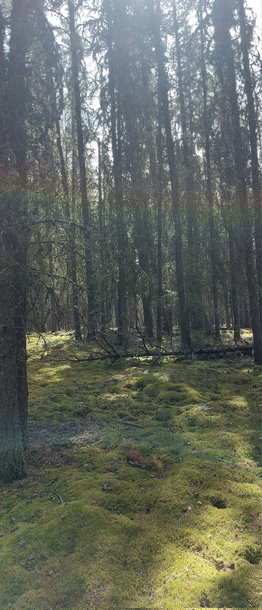 XanderDeer's tweet photo. I was on such a deer adventure on the weekend <3 https://t.co/eAQIUanCA4