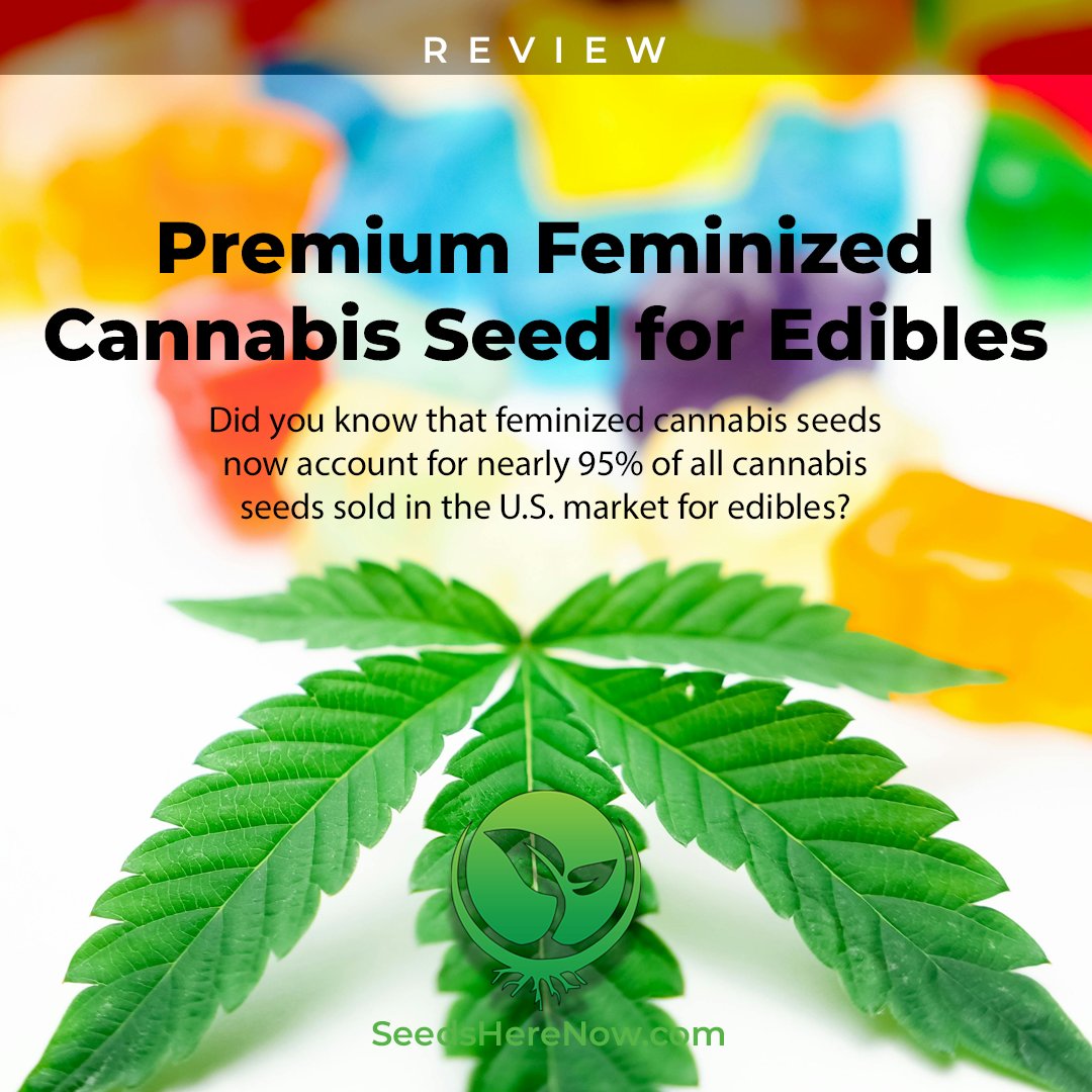 Let’s take a look at some key factors that make certain cannabis strains an ideal choice for infusion into a variety of gourmet dishes. FULL REVIEW HERE: tinyurl.com/SHN-fem-for-ed…

#seedsherenow #CannabisCommunity #cannabislife #420friendly #420Life #cannabisgrowers