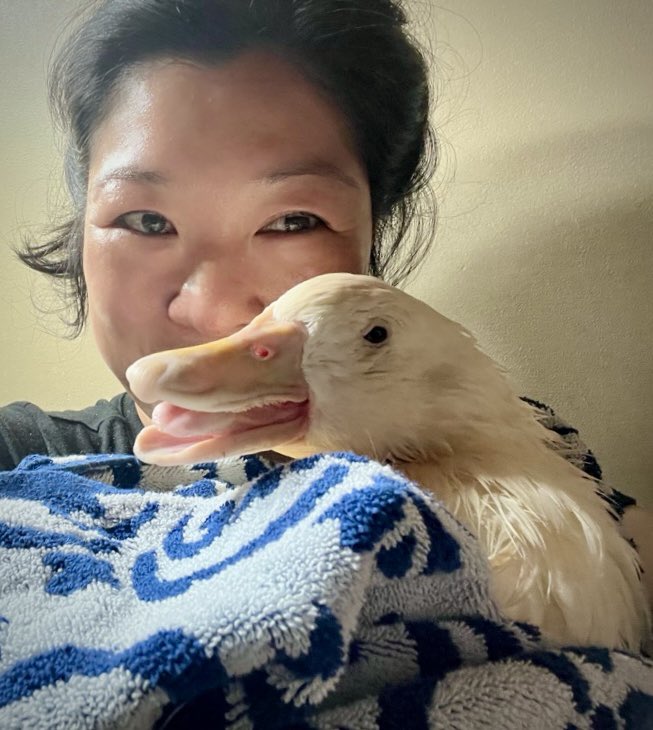 Although Lorna's breathing & mobility aren’t improving, the fact he was able to swim briefly without his inflatable dog collar tonight is a win. ☺️ #CelebrateTheSmallStuff #DisabledDucks #WryNeck #StopWaterfowlHatchingProjects #RescueDucks 🦆 He’s my everything. 💕