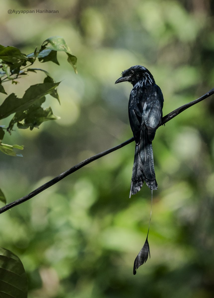 I saw a similar naughty boy in Thattekaad but this is from my recent trip to Andaman. Probably lost a tail in fight. Greater racket-tailed drongo. #IndiAves #BBCWildlifePOTD #natgeoindia #ThePhotoHour #SonyAlpha