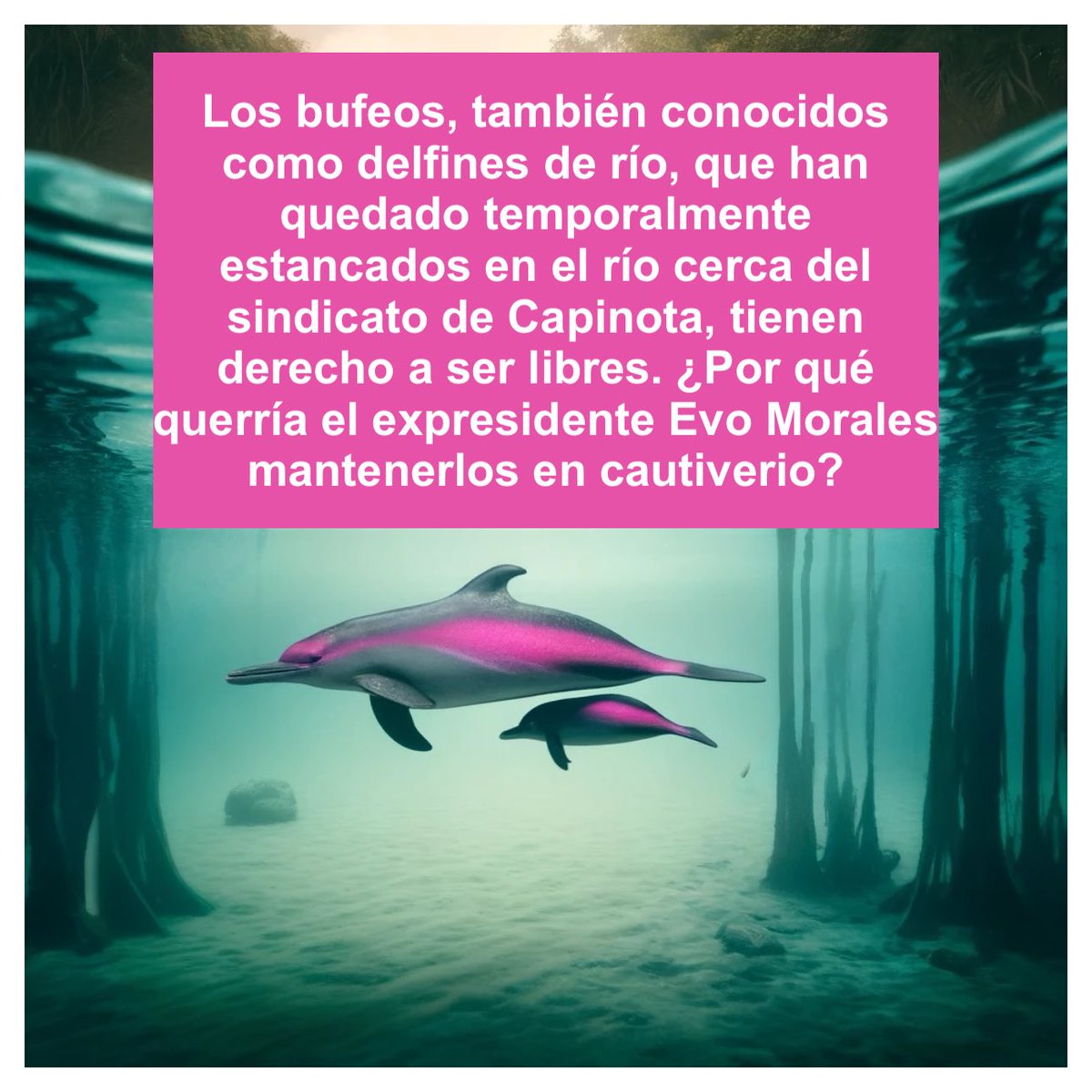TheJaguaress's tweet photo. Los bufeos, también conocidos como delfines de río, que han quedado temporalmente estancados en el río cerca del sindicato de Capinota, tienen derecho a ser libres. ¿Por qué querría el expresidente @evoespueblo mantenerlos en cautiverio? 

#BufeosLibres
#RiosLibres
#evomorales https://t.co/RCmiGrzIze