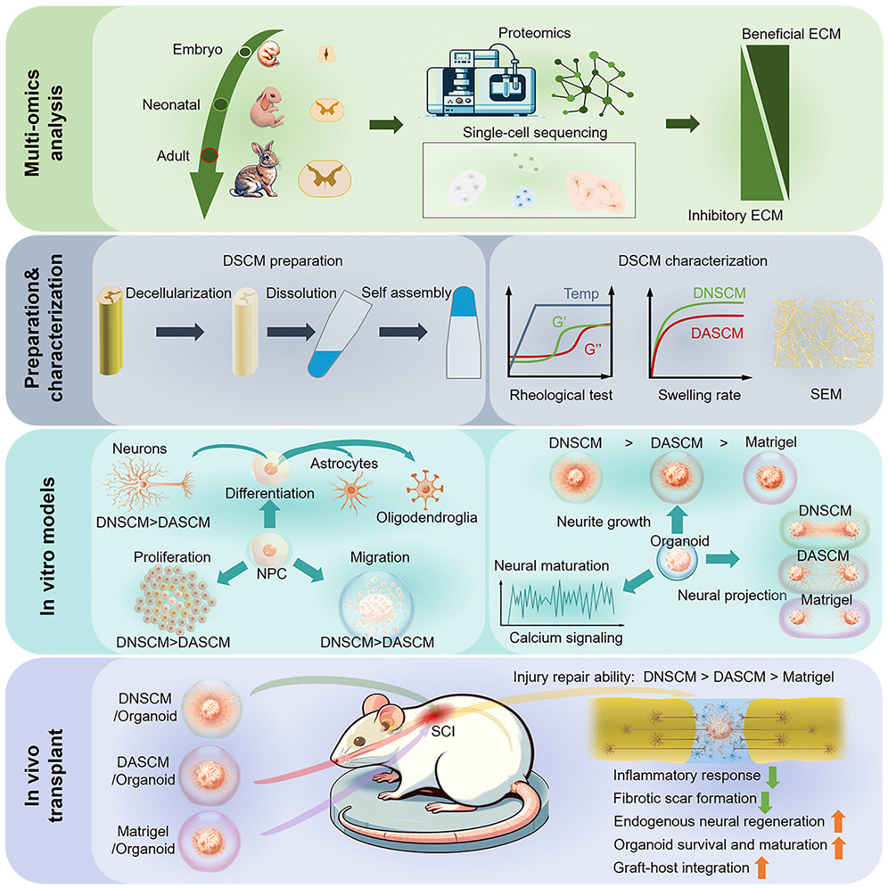 stemcellpodcast's tweet image. Featured on our latest episode: Researchers at the Chinese Academy of Sciences used #organoids to show that the regenerative capabilities of the neonatal spinal cord may be due to proteins in the #ExtracellularMatrix.
📍 - bit.ly/3TZicfj
🎧 - bit.ly/3xCxRbL