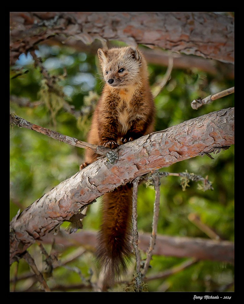 'NORTHERN FRIENDS' instagram.com/p/C6DieSnOxDR/… #AlgonquinPark #PineMarten #WildlifePhotography #OntarioParks #Canada #PicOfTheDay