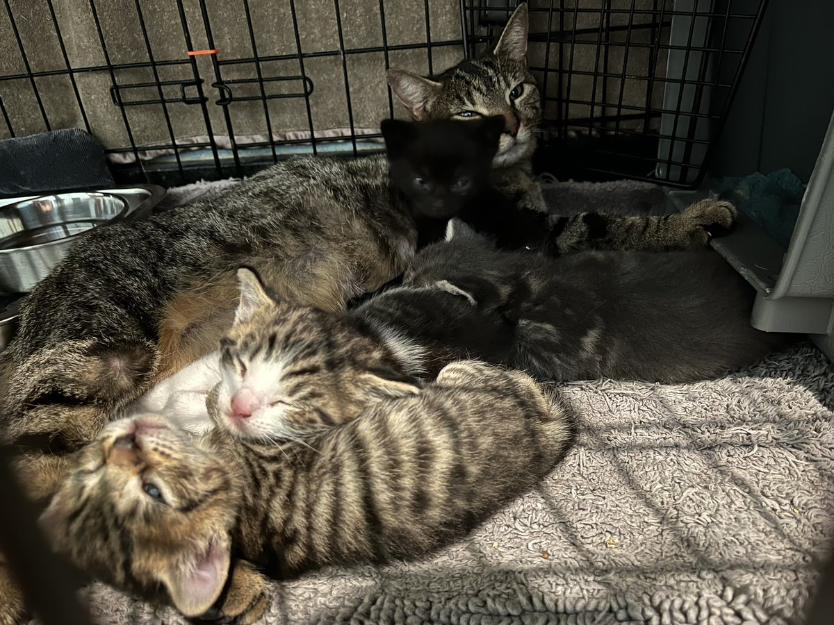 Mama Tabz and her jelly beans. 😻🥰

#CatsOfTwitter #RescueCats #Kittens