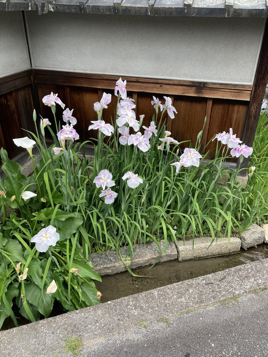 hahbdhdb's tweet photo. 散歩の帰りに見つけた「菖蒲？」 https://t.co/FE8fjf6KN1