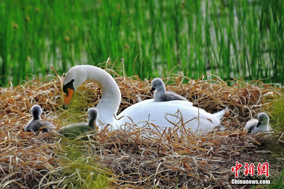 Under the watchful eyes of their loving parents, newly hatched mute swan chicks embark on their exploration of the world at the Beilong Lake wetland park in Zhengzhou, central China’s Henan Province. #ChinaAlbum #cutenessoverload
