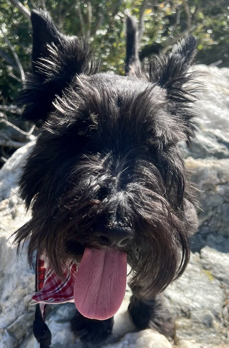 Sticking my tongue out at u!
#dog #scottishterrier #tongue