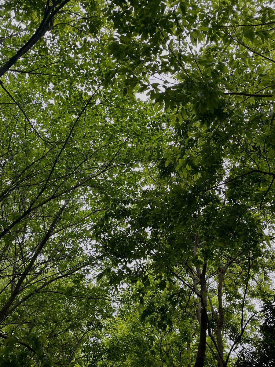 coee__2's tweet photo. 내가 좋아하는 계절이 왔어🌿 https://t.co/vv3mK2zLFD