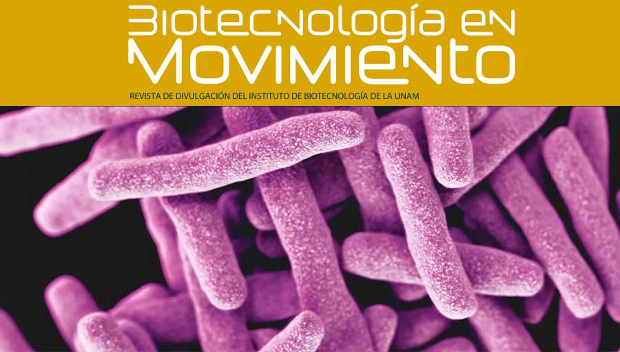 Pero... la tuberculosis, ¿no estaba ya erradicada? Con la revista del @ibt_unam, explora la resurgencia de esta antigua amenaza > bit.ly/3VXojCt