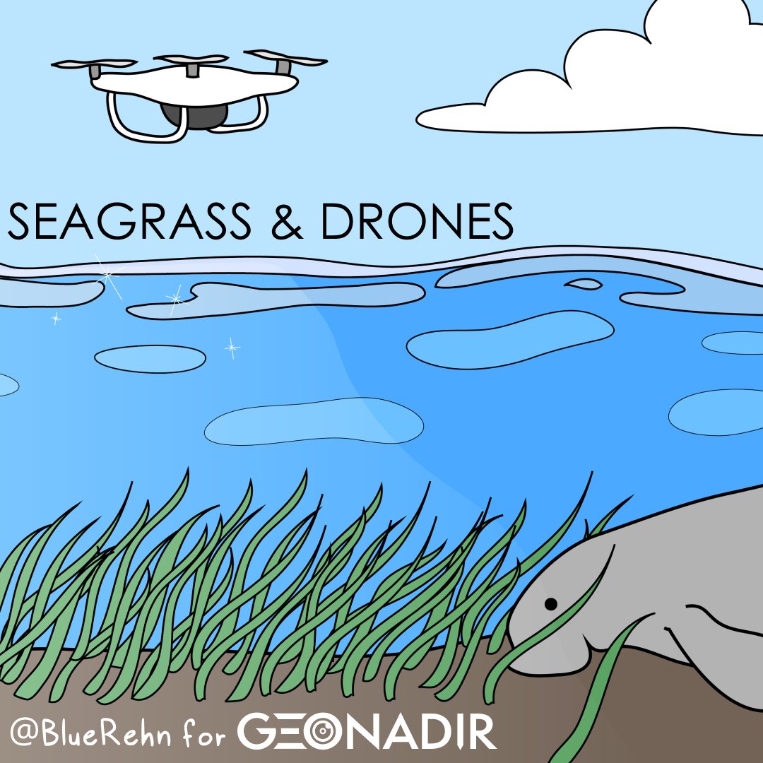 🌿💚 Did you know #seagrass meadows are carbon superheroes? But to unlock their secrets, we need high resolution data! #Drones and #AI join forces to capture and interpret the magic. Dive into our blog to explore the wonders of #mapping seagrass! 🌐🌱 

geonadir.com/mapping-seagra…