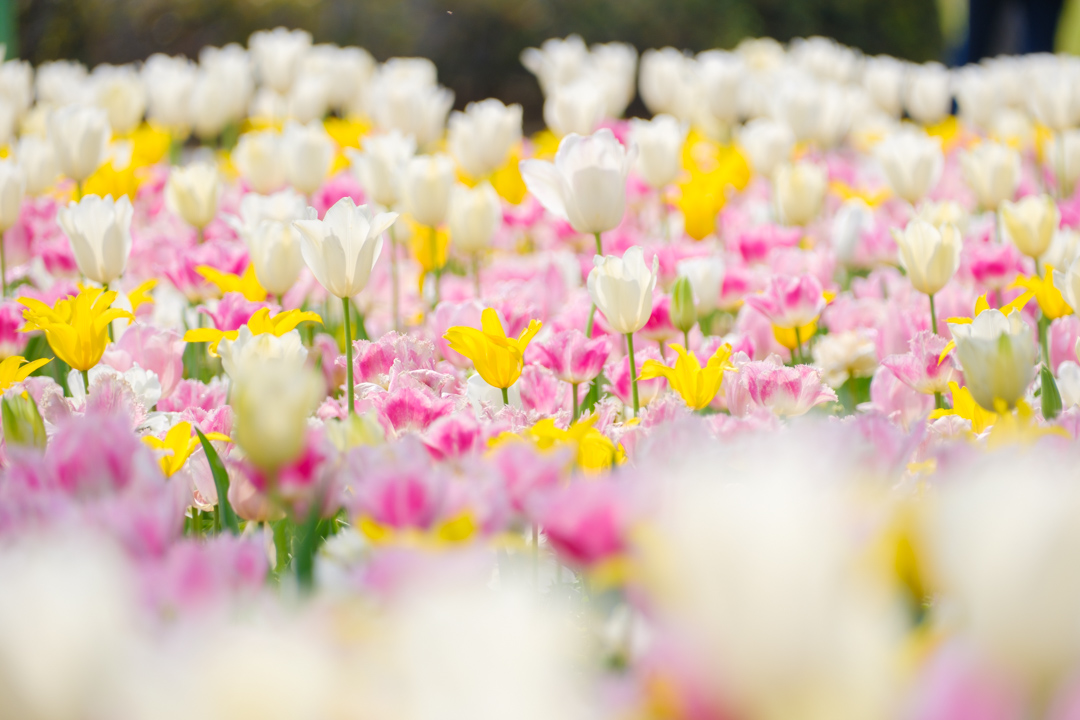 これはお花畑です。
#takkun_collection_flowers #私の花の写真 #nature_brilliance_flowers
#チューリップ #海の中道海浜公園
#fujifilm_xseries #xt5 #今日もX日和
XF70-300mmF4-5.6 R LM OIS WR
🎞️ASTIA