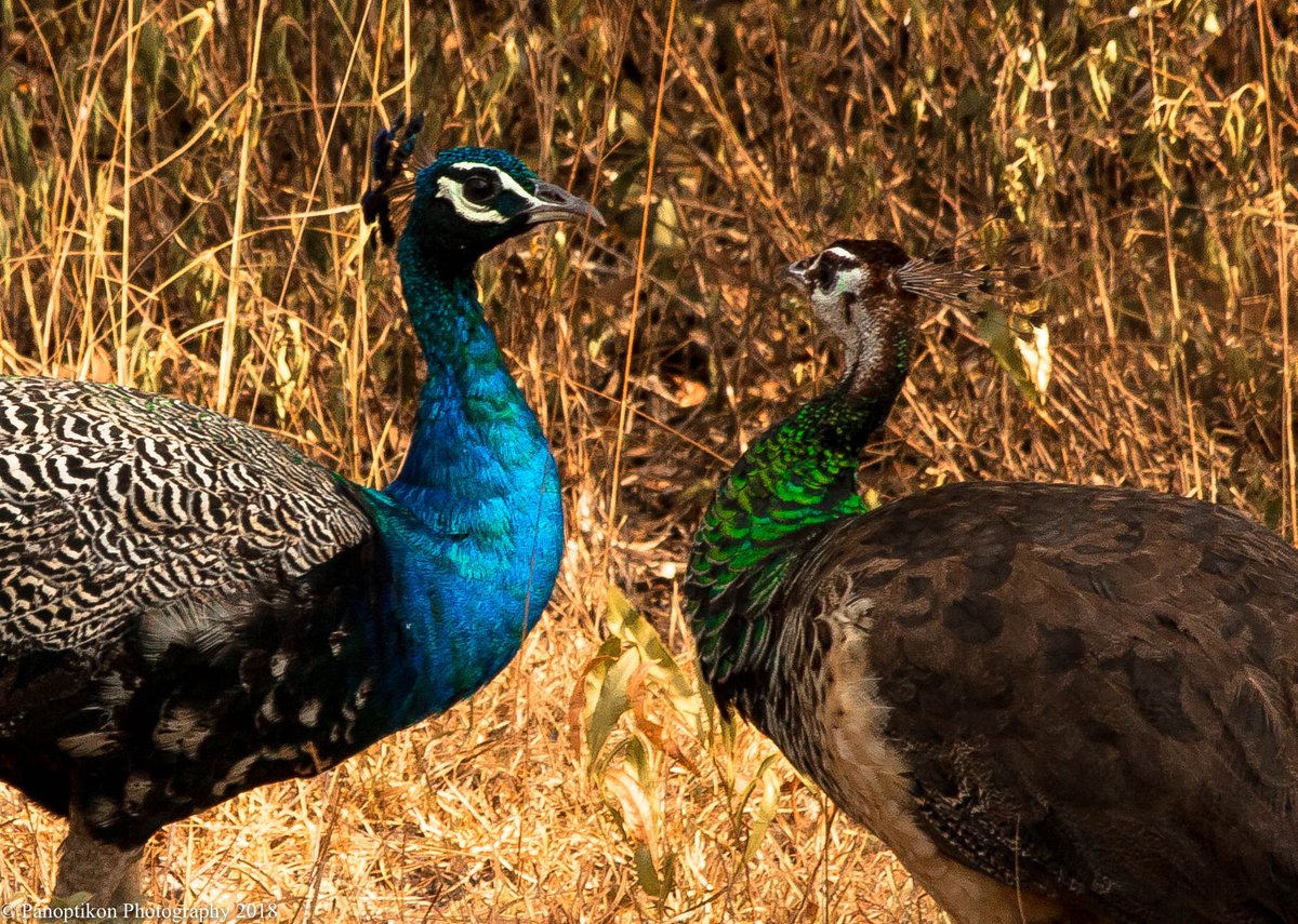 A few #birdwatching pics from the national parks of #SriLanka. Featured: a Painted Stork having lunch; a Crested Serpent Eagle with a serpent; strange bedfellows; & #peacocks. #photooftheday #wildlifephotography #travelphotography #birdphotography #TravelTuesday #birds #PHOTOS