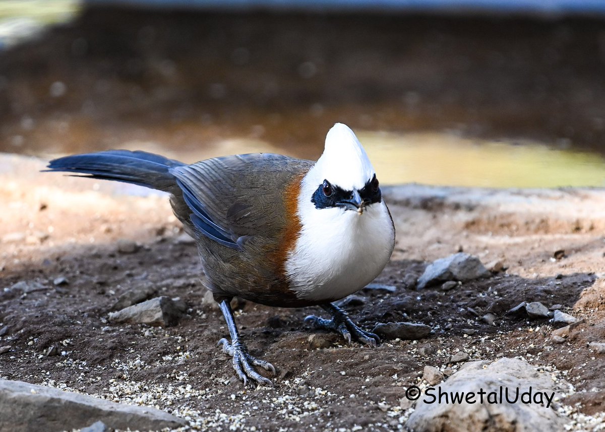 White-crested laughingthrush #IndiAves #BBCWildlifePOTD #BirdsSeenIn2024 #birds #birding #TwitterNatureCommunity #birdphotography #photooftheday @NatGeoIndia @NatureIn_Focus #uttrakhandtourism #uttrakhand @Advay_Advait